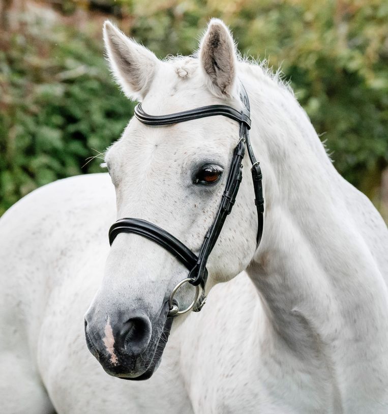 Horseware