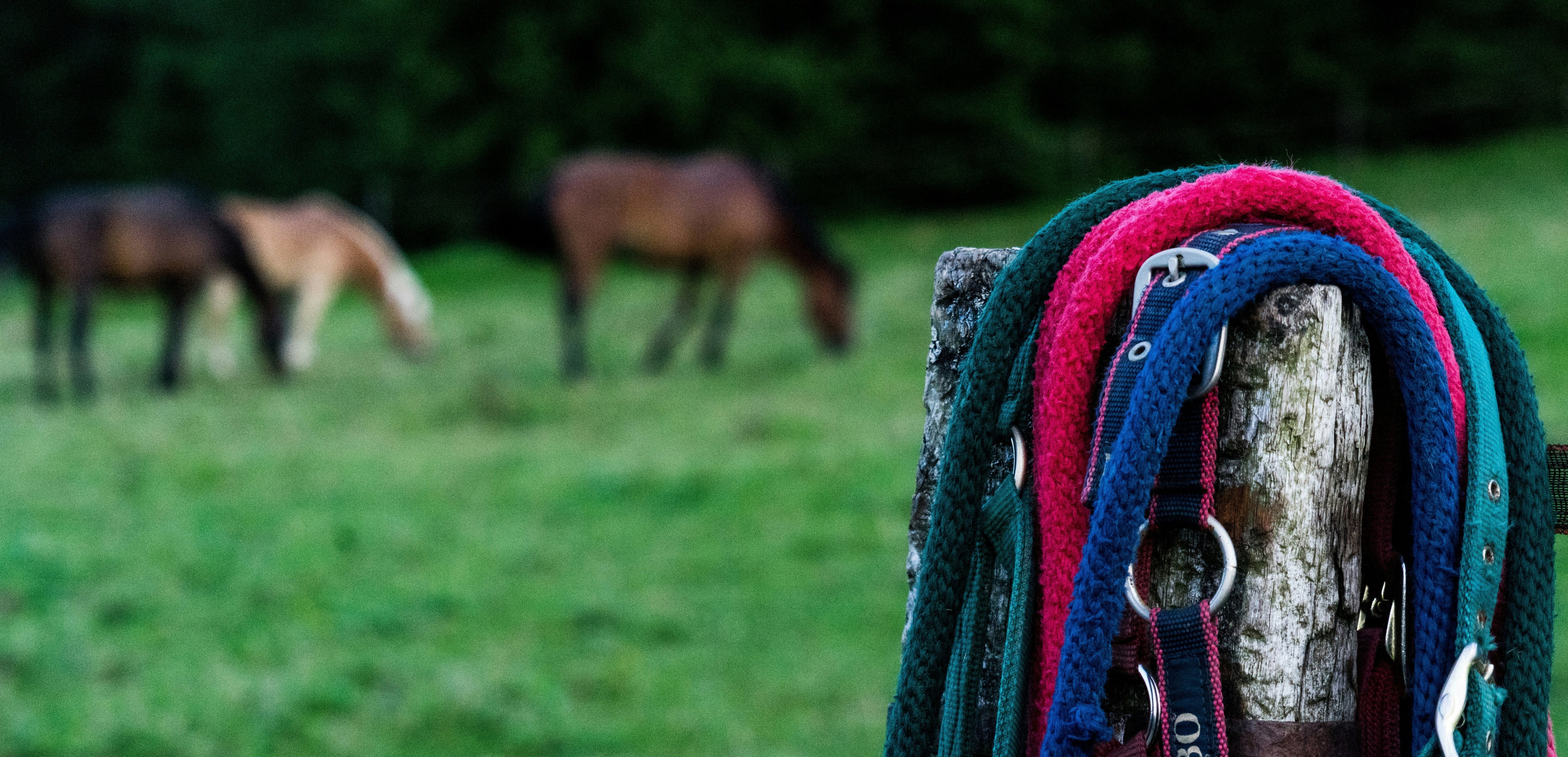 Headcollars & Lead Ropes