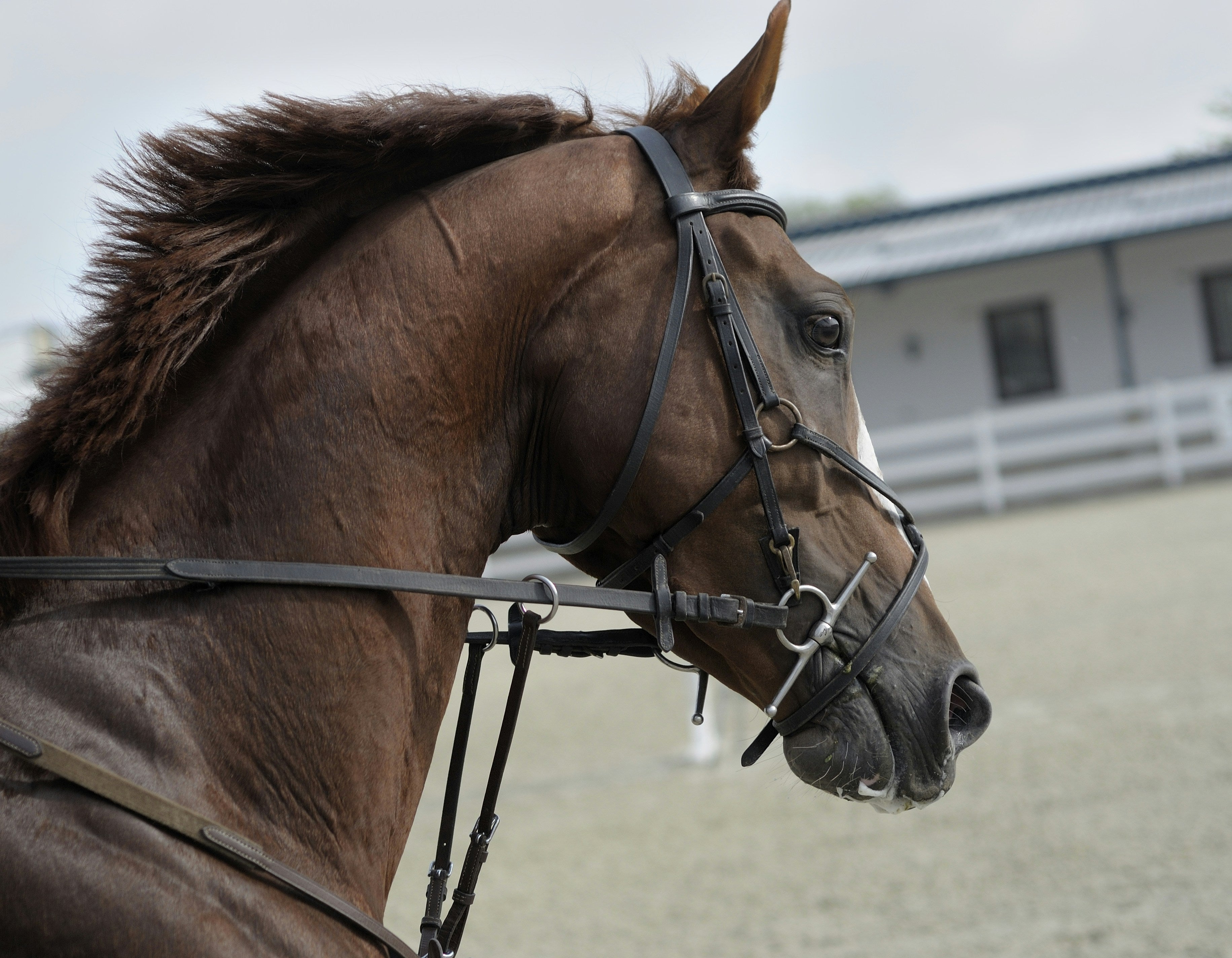 Reins