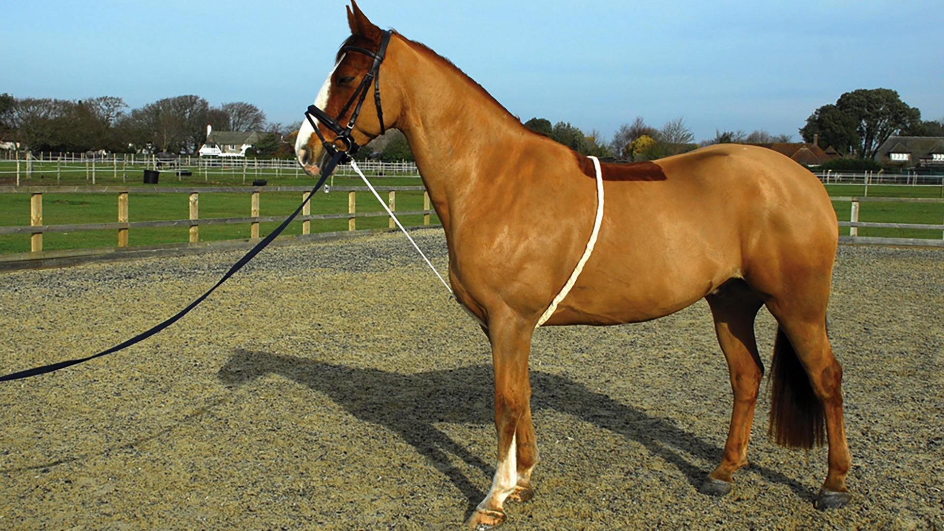 Lunge & Training