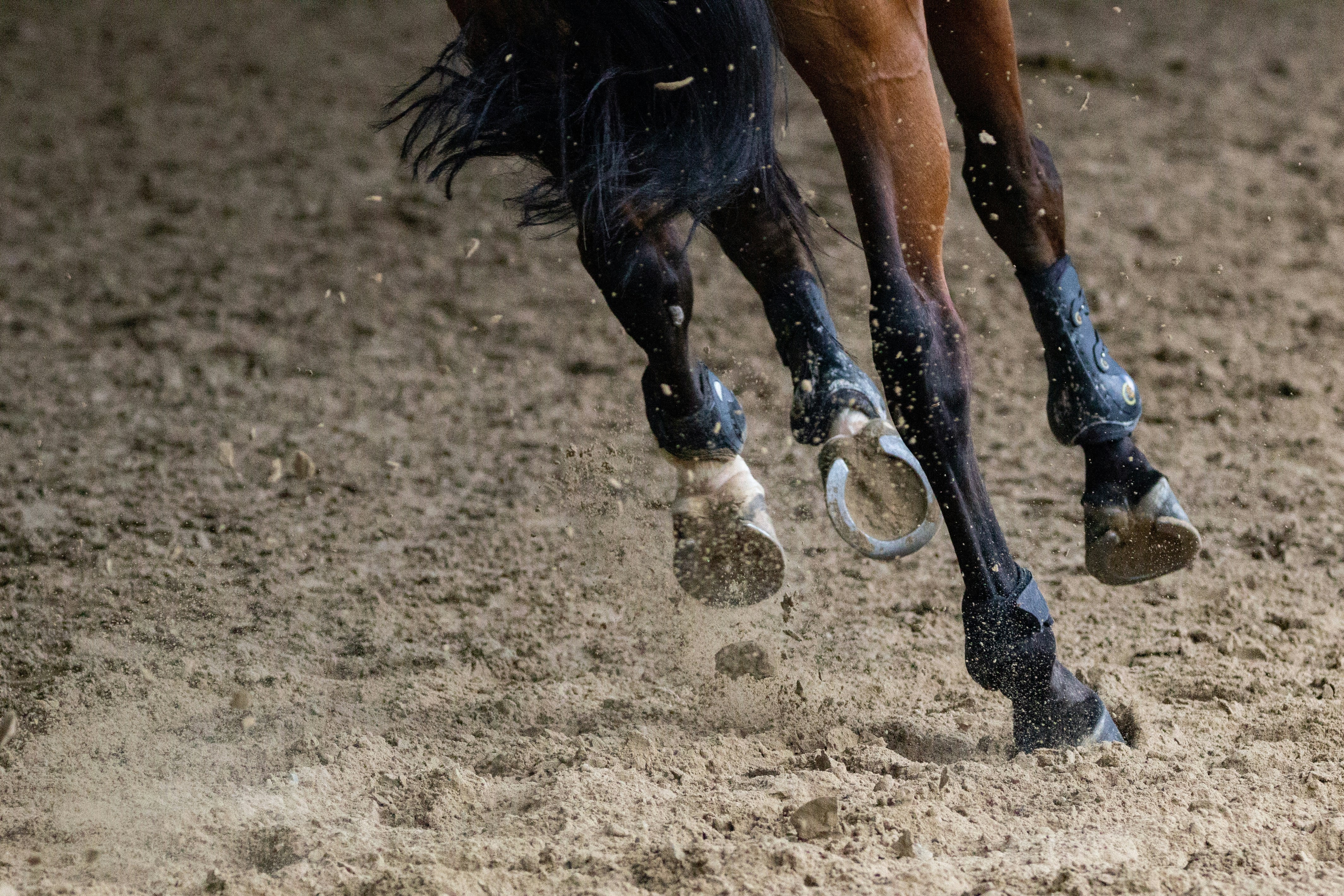 Hoof Care