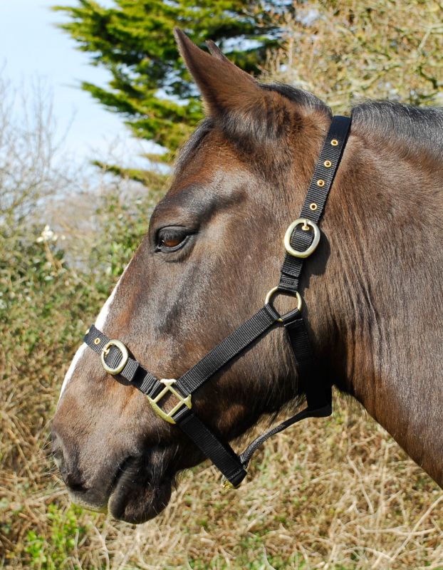 Rhinegold Nylon Headcollar-4