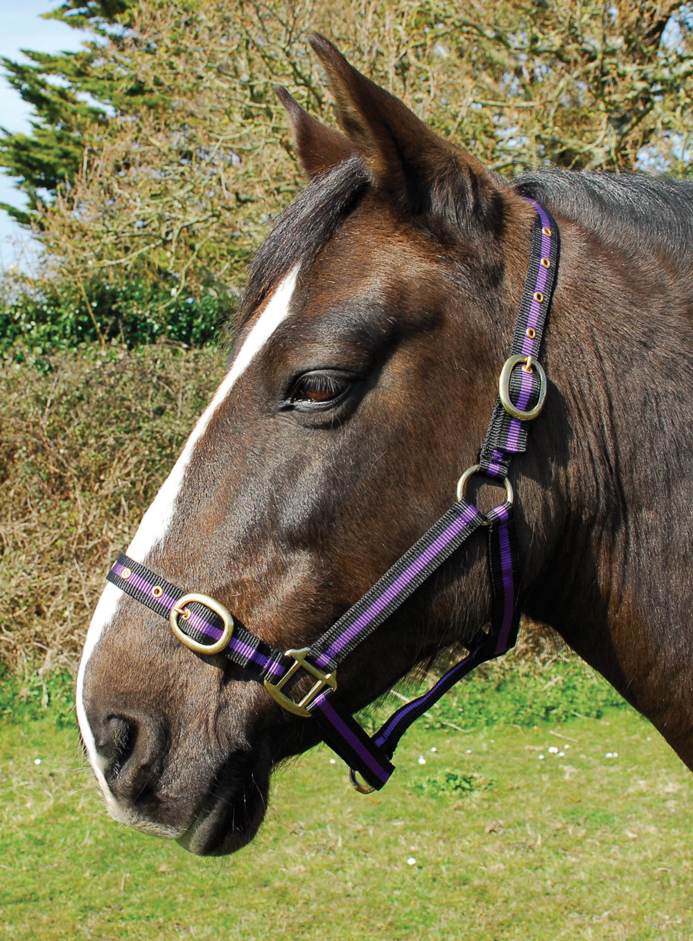 Rhinegold Nylon Headcollar-2