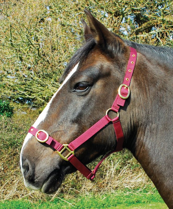 Rhinegold Nylon Headcollar-3