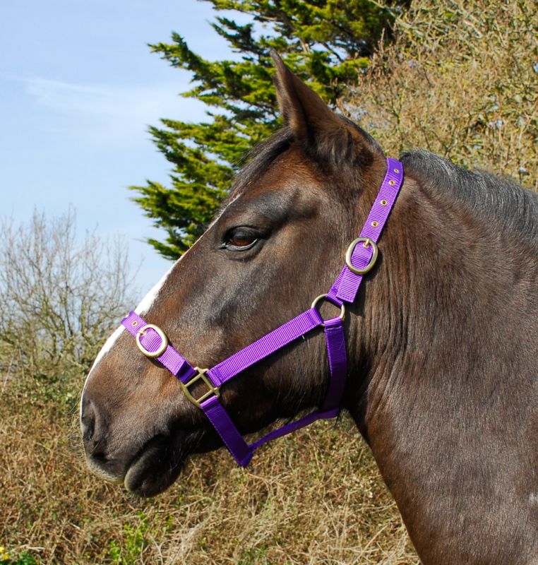 Rhinegold Nylon Headcollar-1