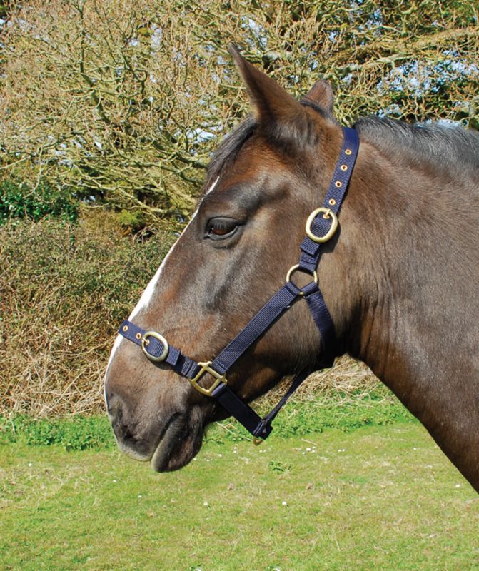Rhinegold Nylon Headcollar-5