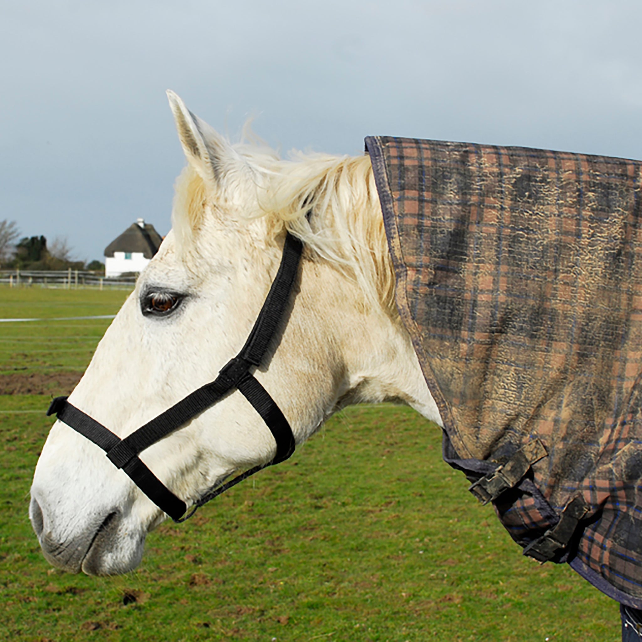 Rhinegold (Metal Free) Field Safe Headcollar