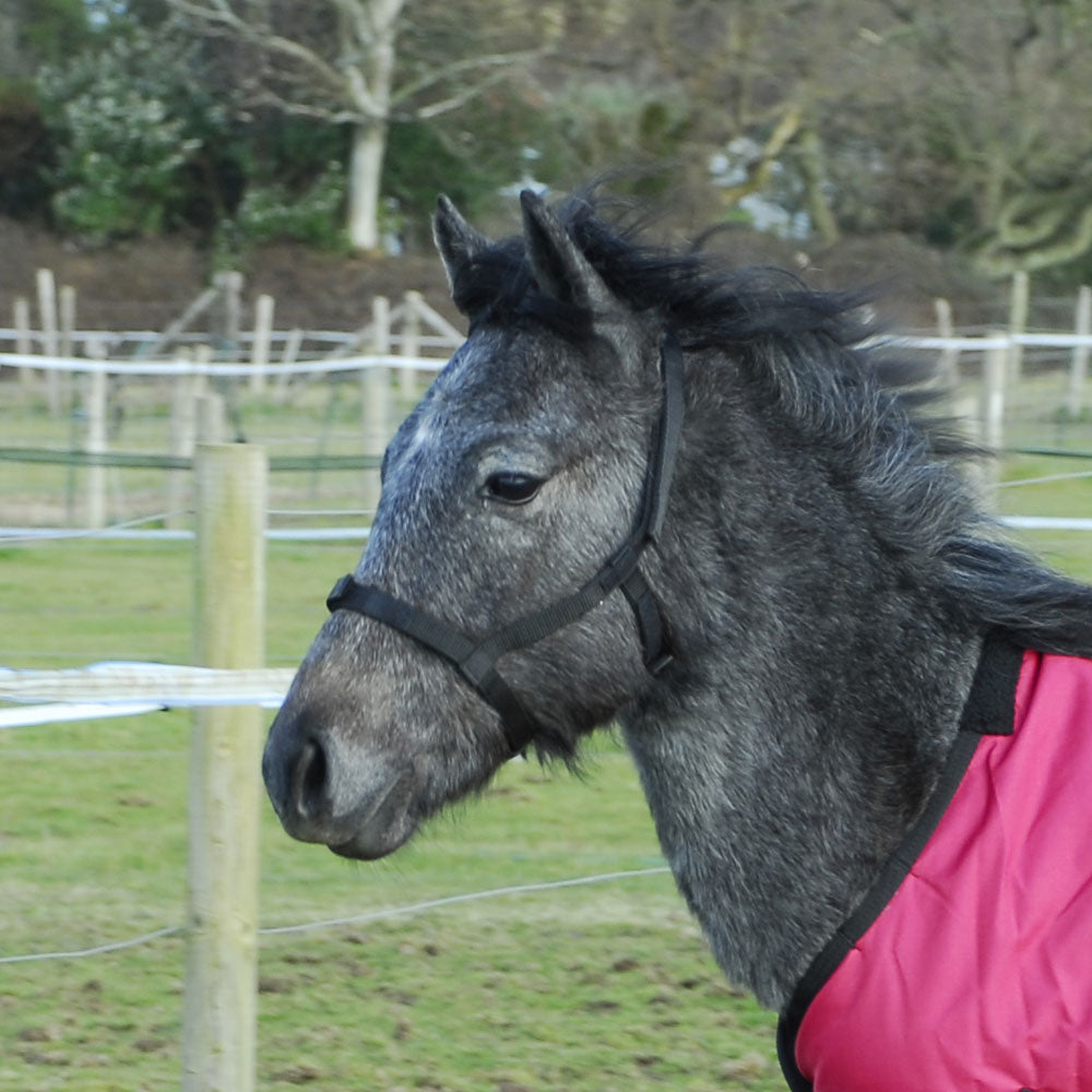Rhinegold (Metal Free) Field Safe Foal Headcollar