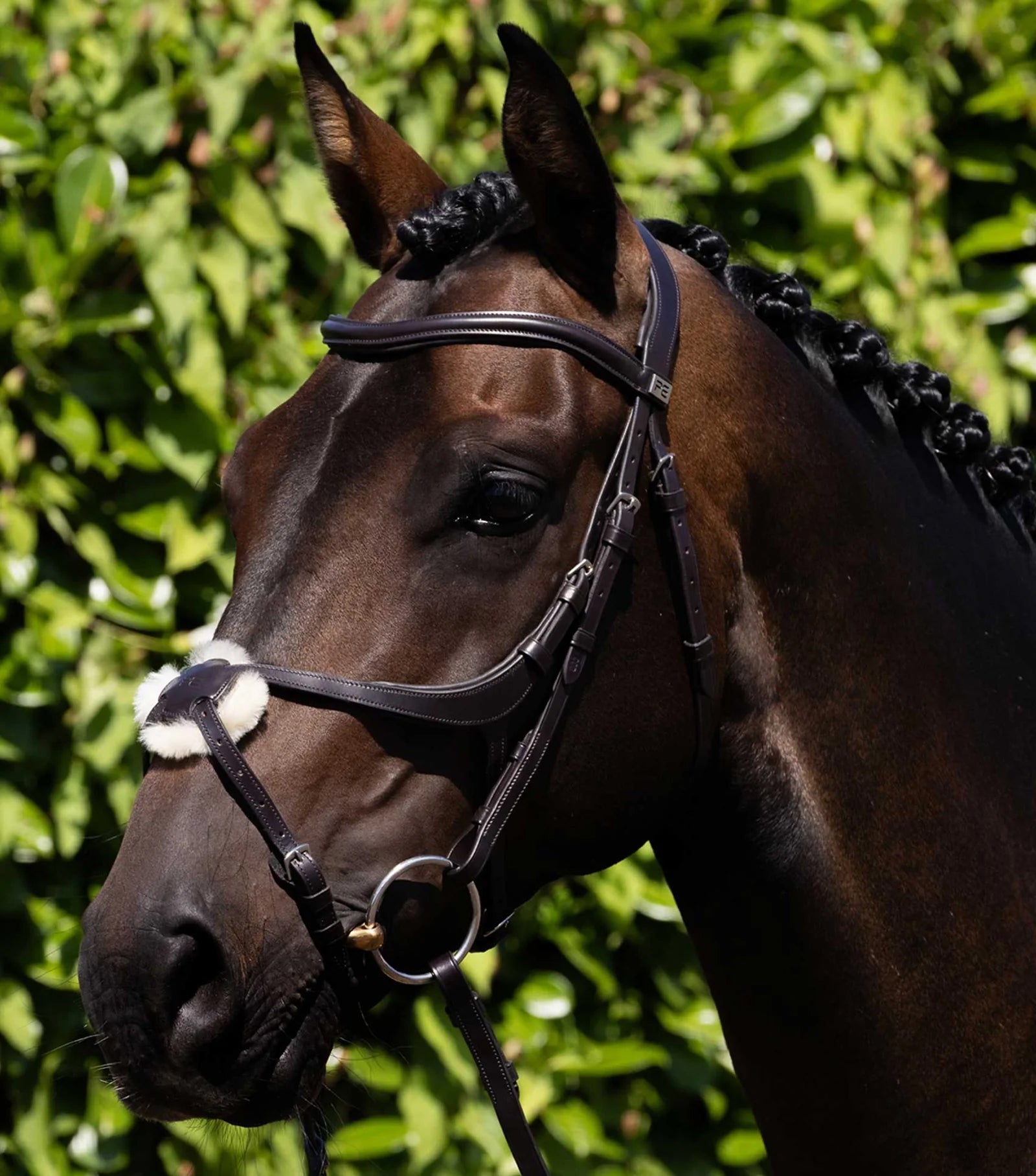 Premier Equine Glorioso Grackle Bridle-6