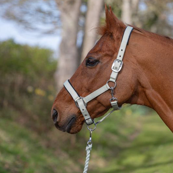 Rhinegold Sorbet Padded Headcollar And Luxury Leadrope Set-2