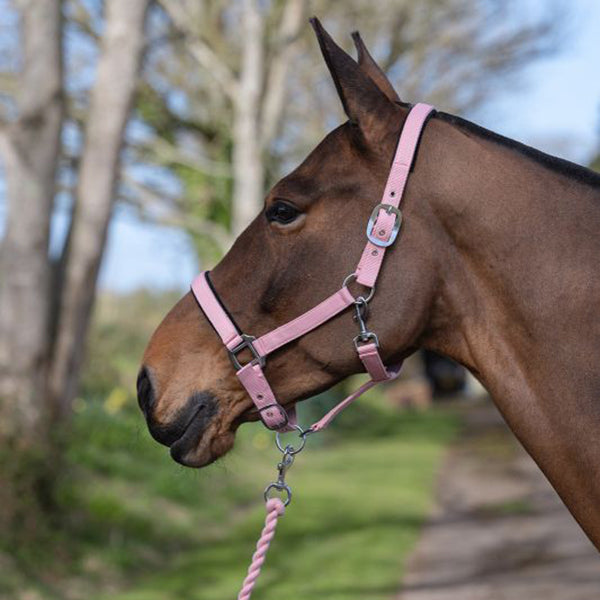 Rhinegold Sorbet Padded Headcollar And Luxury Leadrope Set-3