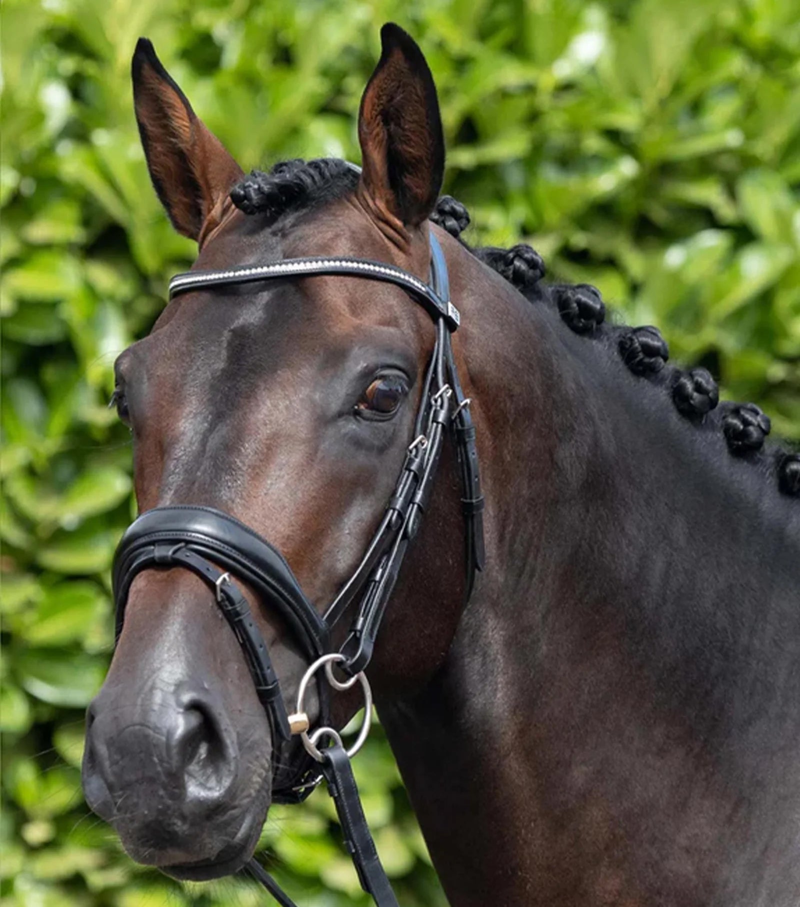 Premier Equine Stellazio Anatomic Snaffle Bridle with Flash-6